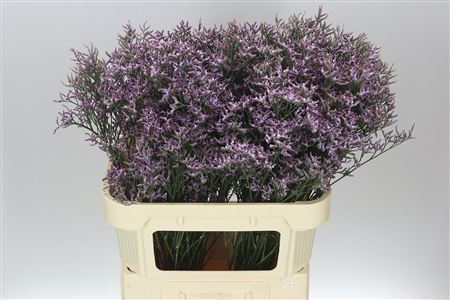 Limonium / Statice